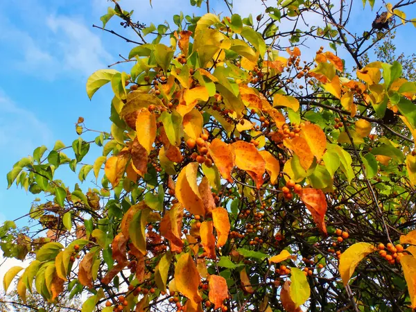 Árbol Muestra Signos Otoño Medida Que Las Hojas Verdes Vuelven — Foto de Stock