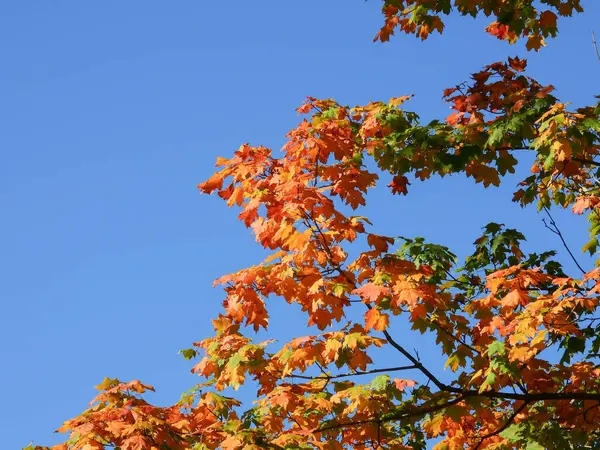 Schöne Gelbe Orange Und Grüne Ahornblätter Herbstsonnenlicht Einem Herbsttag Mit — Stockfoto