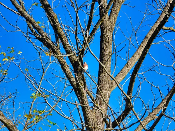 태양의 날푸른 하늘을 배경으로 나뭇잎 나무에 블루버드 — 스톡 사진