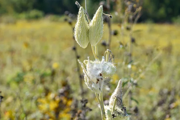 Milkweed Plant Pods Some Popped Εμφάνιση Μεταξιού Και Καφέ Σπόροι — Φωτογραφία Αρχείου