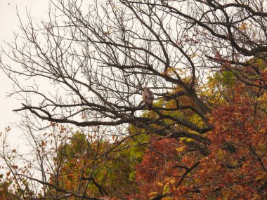Kırmızı Kuyruklu Şahin Avcı Kuşu Sonbahar Renkli Ağacı 'nın çıplak dalına tünemiş Bulutlu Sonbahar Günü' nde Kırmızı, Turuncu ve Sarı Yapraklar