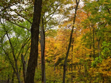 Canlı Sarı ve Turuncu Yapraklar Bu Erken Sonbahar Manzarasında Yeşil Yaprakların Ortasında Çeşitli Ağaçlarda Yapraklar