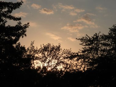 Mavi ve Sarı Gökyüzü ve Yumuşak Beyaz Bulutlu Siluetli Akçaağaç Ağaçlarının Arkasında Sıcak Günbatımı