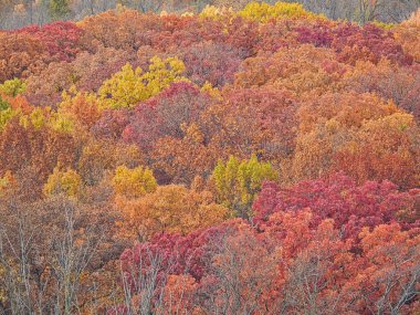 Parlak Sonbahar Ağaç Tepeleri 'nin Parlak Sonbahar Görünümü Kırmızı, Turuncu, Sarı ve Yeşil Yapraklar Göz kamaştırıcı Manzara' da bir Ekim Öğleden Sonra Parıldayan Güneş Yaprakları