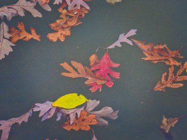 Suda sonbahar yaprakları: Güzel sonbahar meşe yaprakları kırmızı, turuncu, sarı ve kahverengi su üzerinde yüzerler.