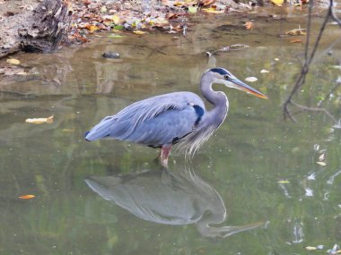 Yakın plan Great Blue Blue Heron Chest High in Lake Water Inlet Lisesinde Sonbahar Renkli Yapraklar Suyun içinde yüzüyor Güzel Mavi Tüyler ve Su Yansıması ile Kafasında Tepe