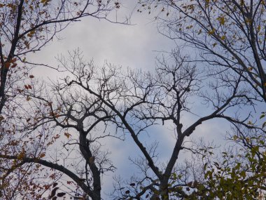 Gökyüzüne bakıyorum: Çoğunlukla çıplak dalları olan ağaçların sonbahar manzarası çoğunlukla bulutlu gökyüzüne bakıyor ve güzel bir sonbahar gününde mavi gökyüzüne dokunarak manzarayı seyrediyor
