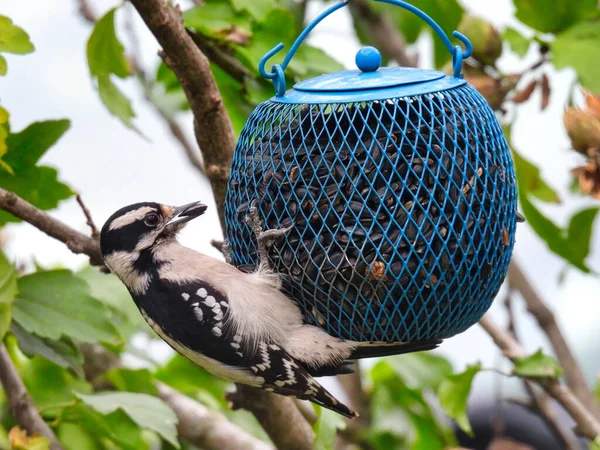 Pica Pau Alimentador Pássaros Pica Pau Downy Pega Uma Semente — Fotografia de Stock