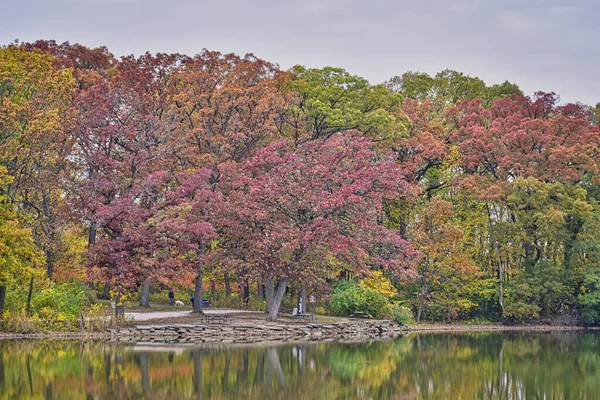 Automne Dans Parc Avec Divers Arbres Bordant Bord Lac Rouge — Photo