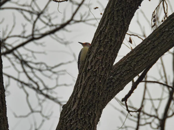 Woodpecker in tree: Red-bellied woodpecker bird peeks its head around part of a tree trunk showing its beak and red head feathers on a stormy and overcast day