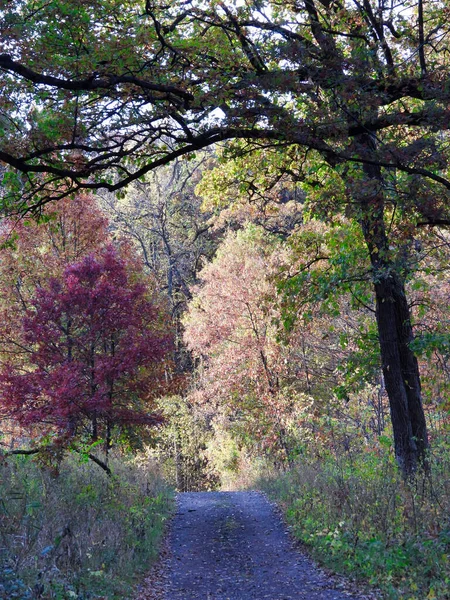 Caminho Parque Paisagem Outono Várias Árvores Cor Queda Caminho Floresta — Fotografia de Stock