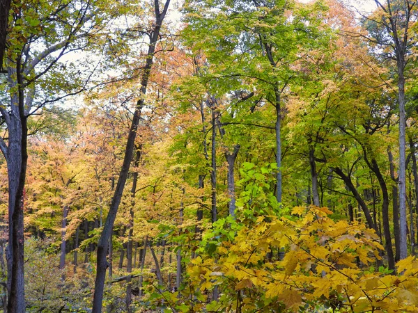 Hermoso Follaje Otoño Bosque Con Mezcla Varios Tipos Árboles Colores — Foto de Stock