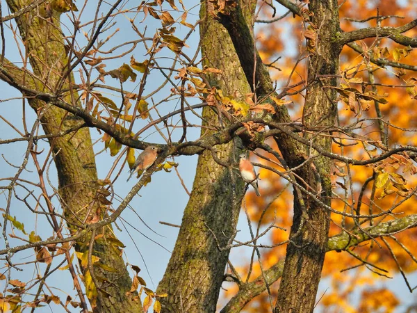 Dois Bluebirds Orientais Masculinos Olham Para Outro Das Filiais Com — Fotografia de Stock