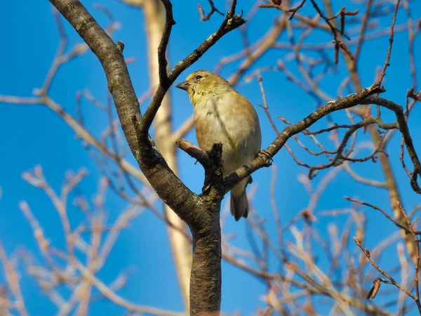 Pássaro Empoleirado Ramo Pássaro Goldfinch Americano Fêmea Empoleirado Ramo Árvore — Fotografia de Stock