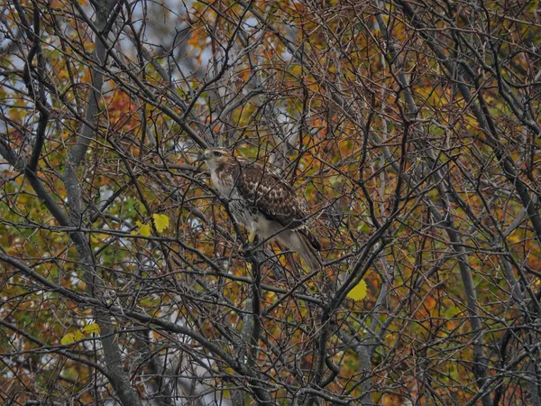 鹰在树上 猎食猛禽的红尾鹰鸟栖息在树上 秋天有几片五彩斑斓的叶子 但在秋天的深夜 在风景秀丽的野生动物景观中大多是光秃秃的 — 图库照片