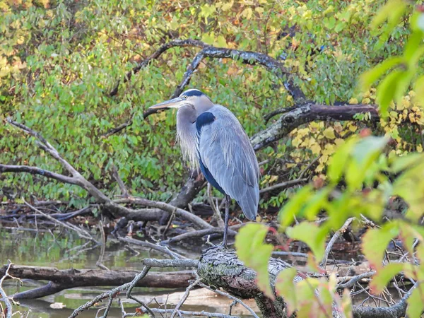 Heron on a fallen tree: Great blue heron bird stands on a fallen tree on the lake water\'s edge surrounding by green and fall-colored leaves on a sunny autumn day in the park