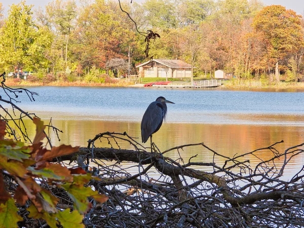 Héron Sur Lac Grand Oiseau Héron Perché Sur Des Branches — Photo