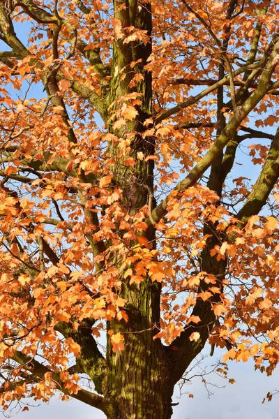 Outono Parque Fechamento Das Folhas Maple Laranja Árvore Maple Com — Fotografia de Stock