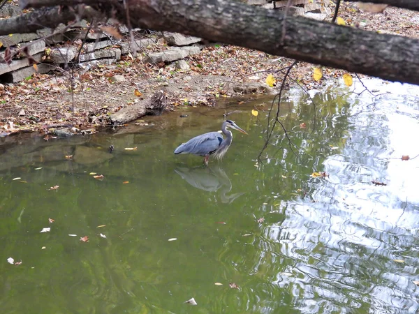 Garza Agua Gran Pájaro Garza Azul Encuentra Aguas Poco Profundas —  Fotos de Stock