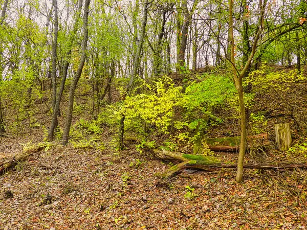 Poslední Zeleň Parku Poslední Kousek Zeleného Listí Pozdní Podzimní Den — Stock fotografie