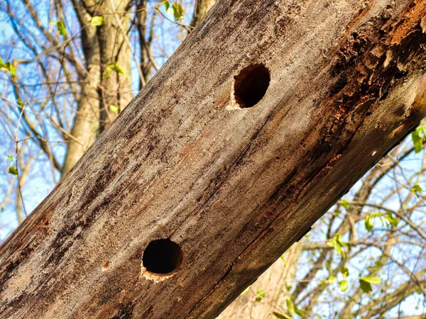 Tronc Arbre Dans Forêt Cicatrices Pics Perçant Des Trous Dans — Photo