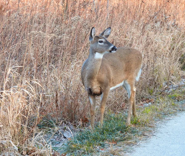 Cerf Blanc Dans Les Bois Cerf Virginie Dresse Sur Sentier — Photo