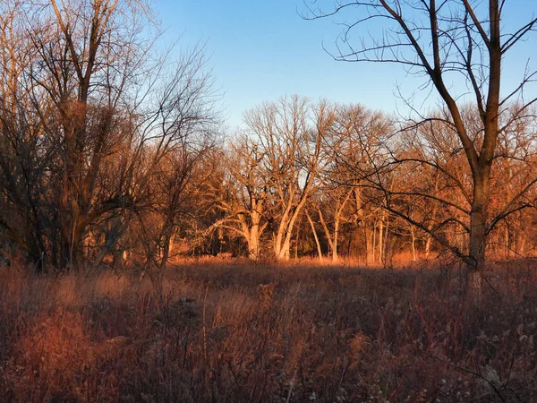 Herbstbäume Morgen Sonnenaufgang Über Einem Wald Kahler Bäume Spätherbst Herbstblätter — Stockfoto