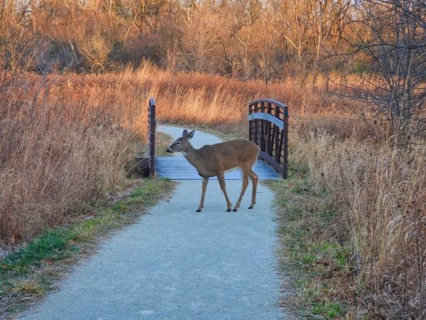 White deer in the forest: A white-tailed deer doe stands on a trail in the woods in front of the bridge with autumn-colored vegetation on the sides of the trail on a late fall morning at sunrise