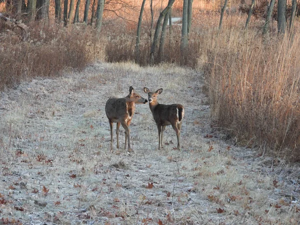 Cerf Blanc Dans Les Bois Cerf Virginie Renifle Une Autre — Photo