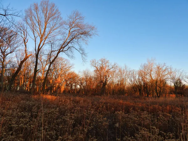 나무로 뒤덮인 늦가을 나무들이 낙엽이 사이로 지면을 수있다 — 스톡 사진