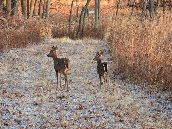森林中的白鹿 晚秋时分 有两只白尾鹿在森林保护区的一条修剪过的小径上行走 穿过地面结霜的褐色植被 — 图库照片