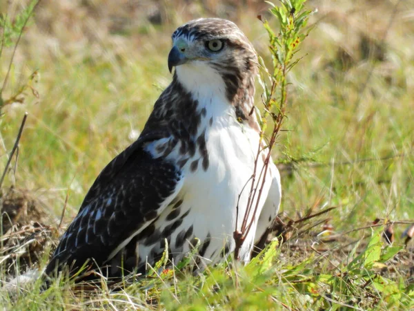 Närbild Rödstjärtad Hawk Bird Prey Raptor Sitter Marken Ett Präriefält — Stockfoto