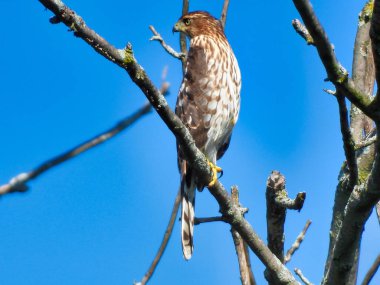 Cooper 's Hawk in Tree: Çıplak, ölü bir ağaca tünemiş bir fıçının şahin şahin şahin kuşuna yakından bakarak avını ararken arka planda parlak mavi bir gökyüzü var