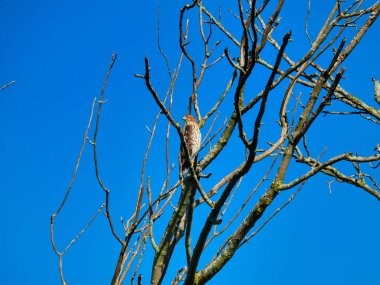 Cooper 's Hawk in Tree: Bir Cooper' s Hawk 'ın yırtıcı kuşu, arka planda parlak mavi bir gökyüzü olan çıplak, ölü bir ağaca tünemiş ve yoğun bir şekilde avını arıyor.