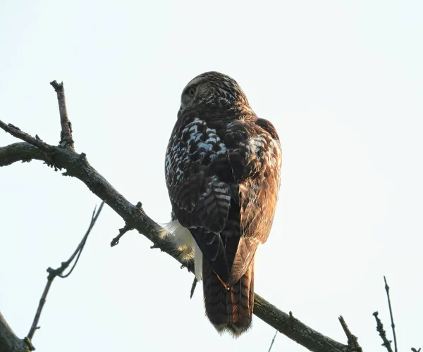 Red Tailed Hawk Perché Sur Branche Regardant Côté Par Matin — Photo