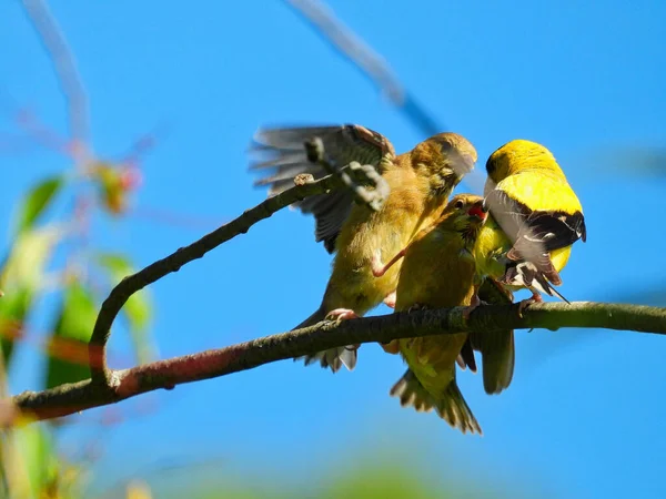 Goldfinch Bird Feeds Babies: A father American goldfinch bird attempts to feed two hungry finch babies who fight over the food while perched on a branch