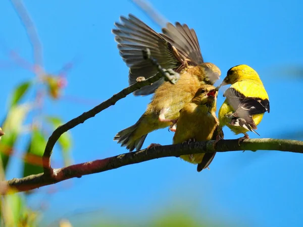 Goldfinch Bird Feeds Babies: A father American goldfinch bird attempts to feed two hungry finch babies who fight over the food while perched on a branch with one jumping on the other