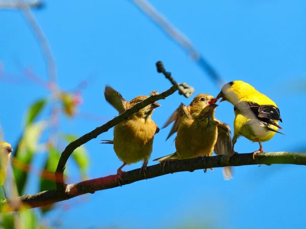 Goldfinch Kuşu Bebekleri Besliyor Bir Baba Amerikan Ispinozu Bir Ispinozu — Stok fotoğraf