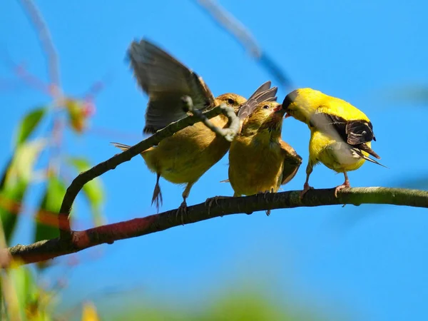 Goldfinch Bird Feeds Babies: A father American goldfinch bird feeds a hungry finch baby while the other one fights for food by jumping and flying over the other one