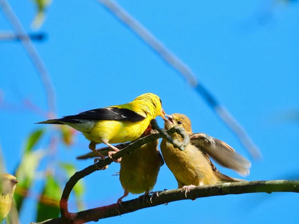 Stieglitz Vogel Füttert Babys Ein Vater Amerikanischer Stieglitz Füttert Ein — Stockfoto