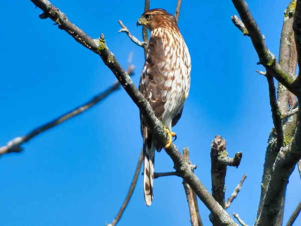 Cooper Hawk Tree Acercamiento Del Halcón Gallo Pájaro Presa Posado —  Fotos de Stock