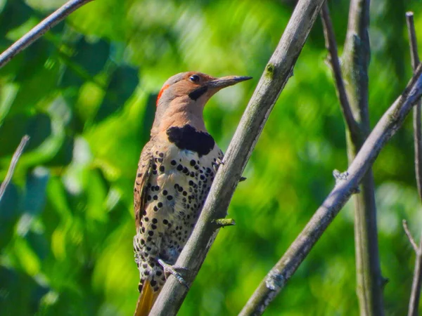 Woodpecker Tree Branch Noordelijke Flikkerende Specht Beklimt Een Boomtak Een — Stockfoto
