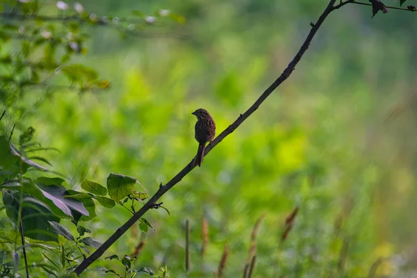Bir Ağaç Dalındaki Kuş Bir Serçe Bir Yaz Günü Yeşil — Stok fotoğraf