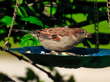 Platformdaki bir serçe: Bir ev kuşu güneşli bir yaz gününde mavi bir platformda oturur ve kuş görür.