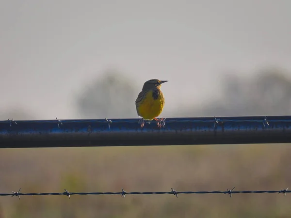 Pássaro Fio Pássaro Meadowlark Oriental Juvenil Uma Cerca Arame Farpado — Fotografia de Stock