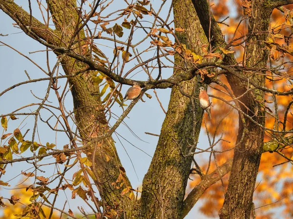 Oiseaux Automne Arbre Coloré Deux Merles Bleus Est Perchés Dans — Photo