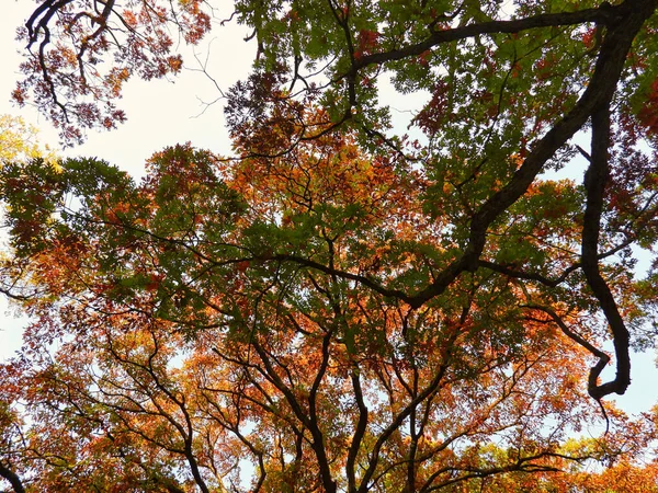 나뭇잎이 나무를 올려다보고 — 스톡 사진