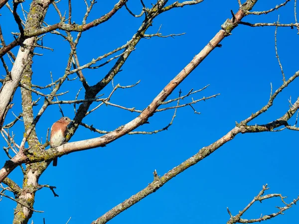 Sonbahar Ağacındaki Kuş Bir Sonbahar Günü Çıplak Bir Ağacın Dalına — Stok fotoğraf