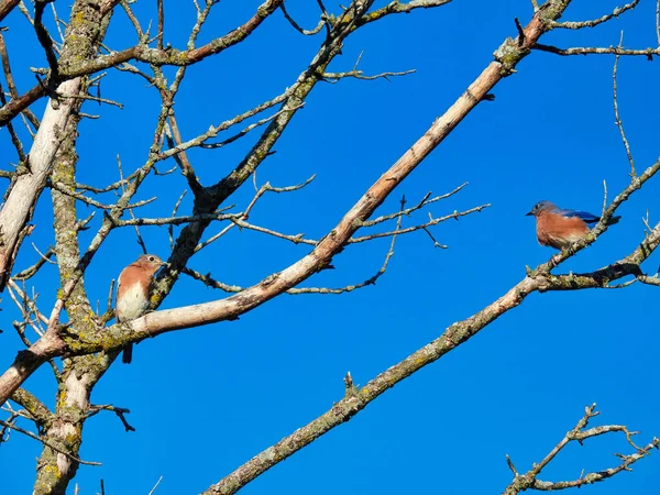 Vögel Auf Einem Ast Zwei Östliche Blauvögel Hocken Einem Herbsttag — Stockfoto