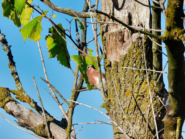 Vogel Auf Baum Ein Östlicher Blauvogel Thront Auf Einem Baumstamm — Stockfoto